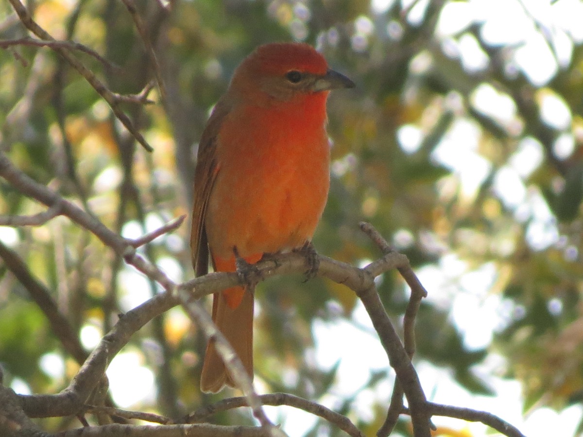 Hepatic Tanager - ML152408791