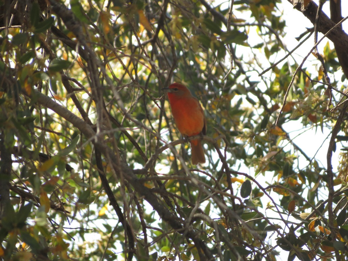 Hepatic Tanager - ML152408811