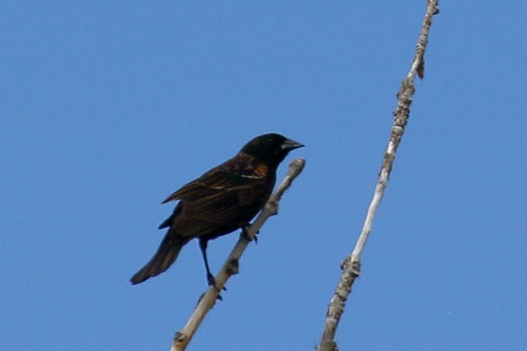 Red-winged Blackbird - Ron Podhajsky