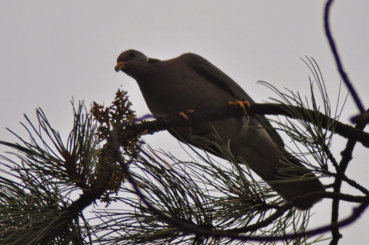 Band-tailed Pigeon - ML152409031