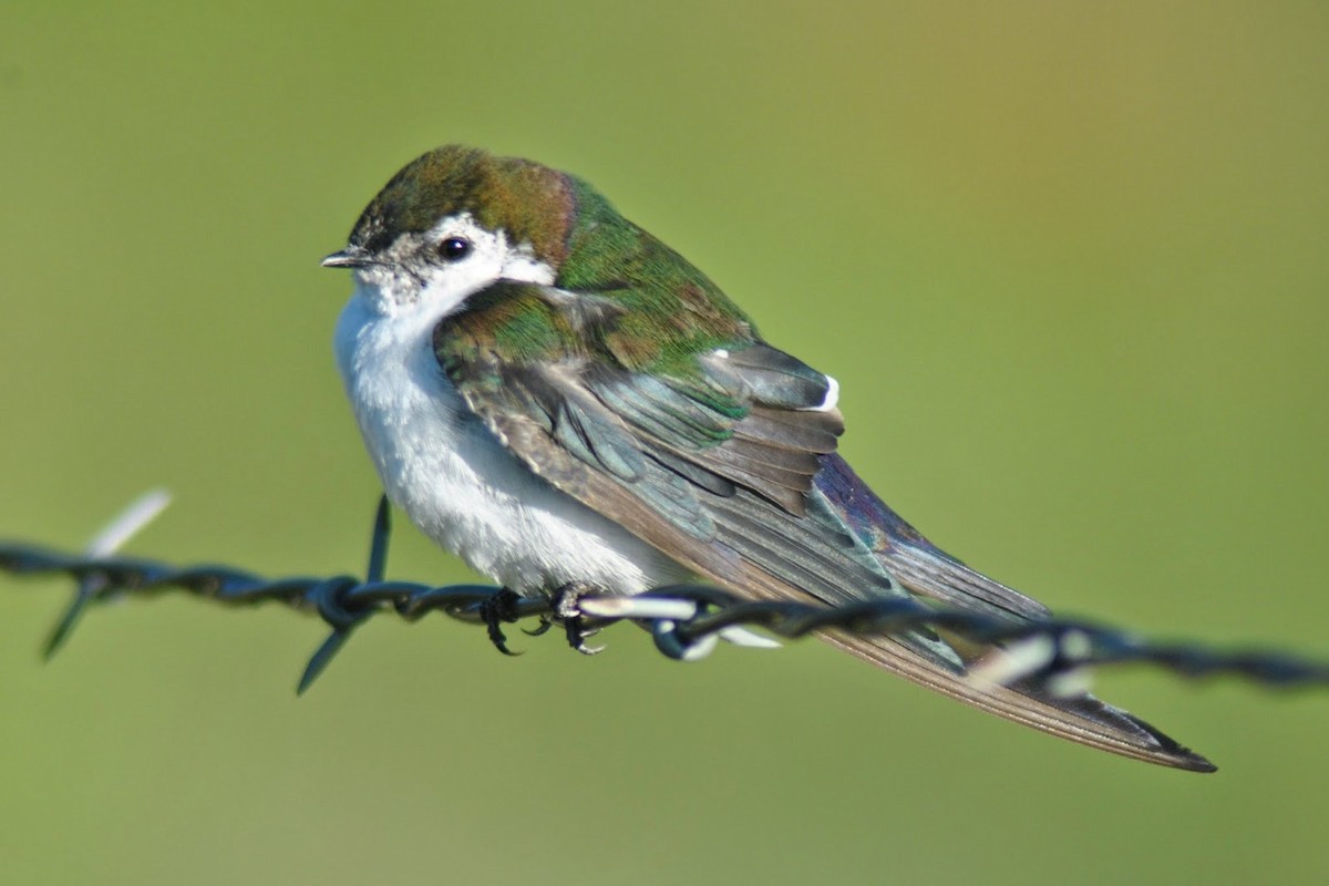 Violet-green Swallow - Caleb Strand