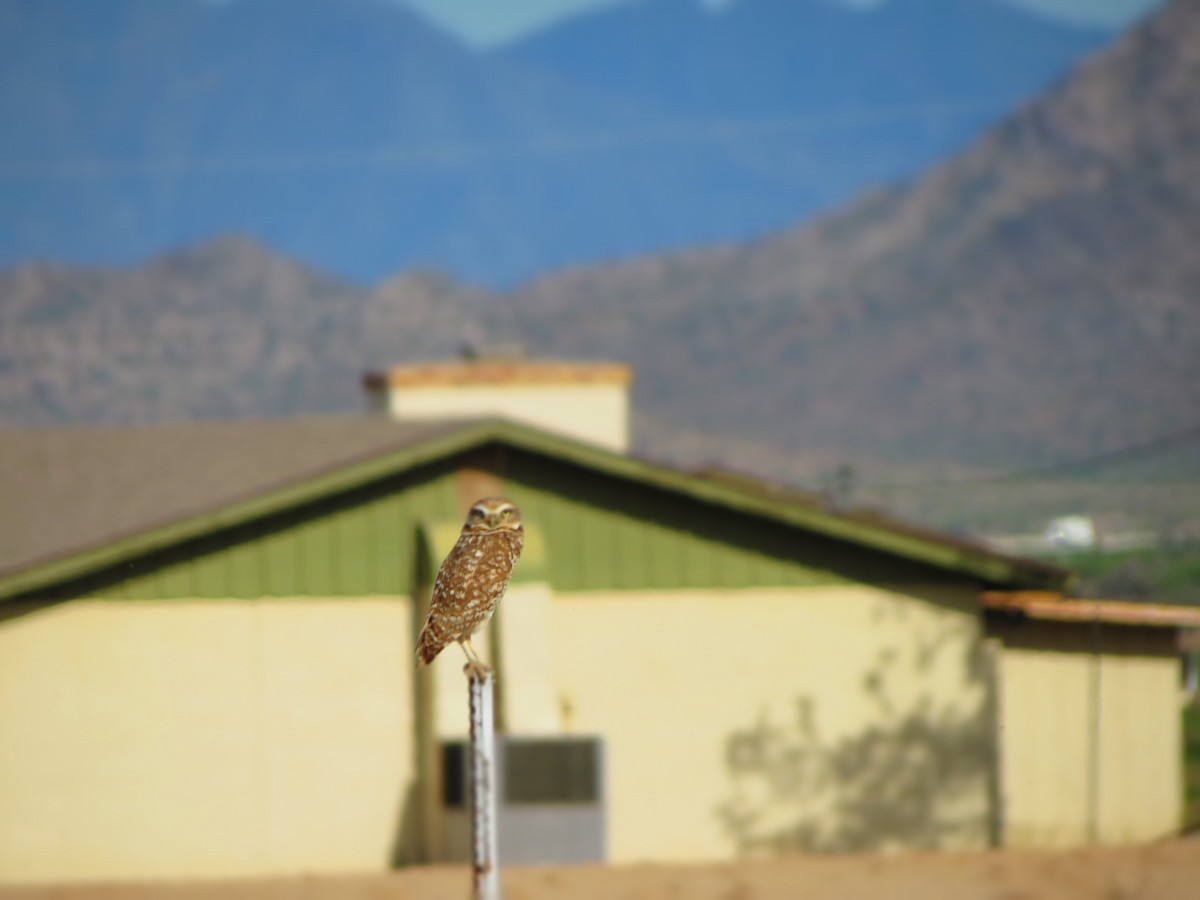 Burrowing Owl - Will McPhail