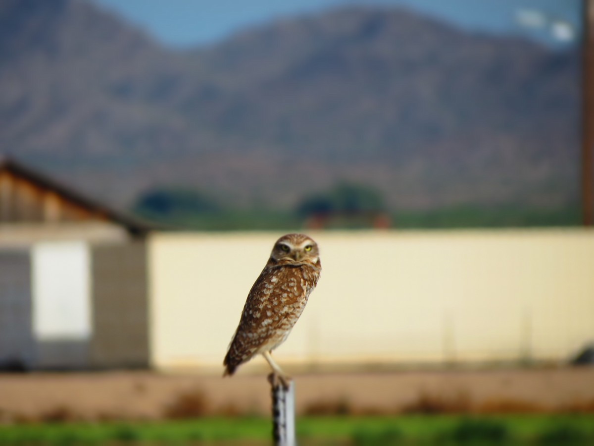 Burrowing Owl - ML152410011