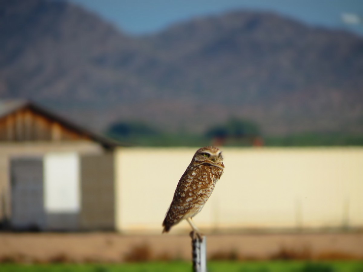 Burrowing Owl - ML152410021