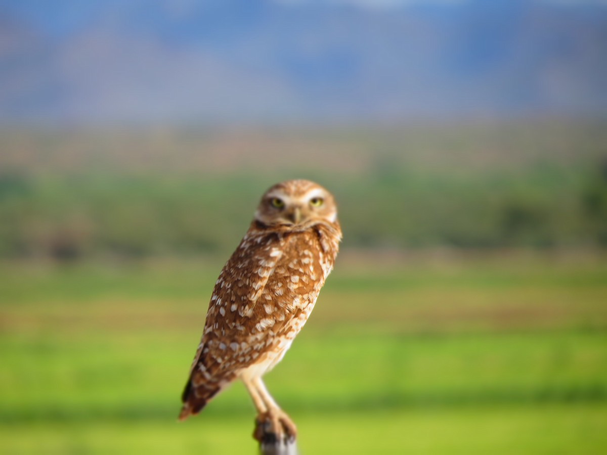 Burrowing Owl - ML152410031