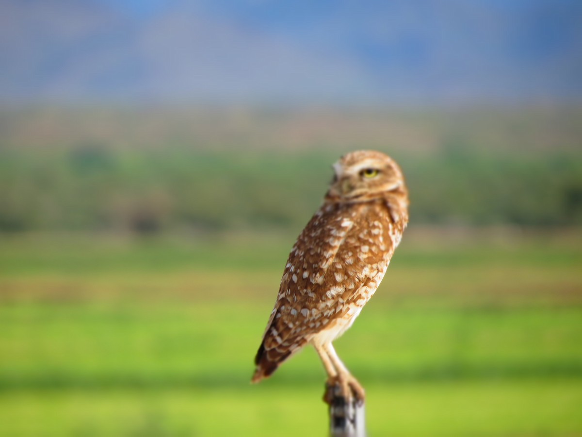Burrowing Owl - Will McPhail