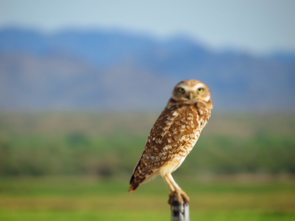Burrowing Owl - ML152410051