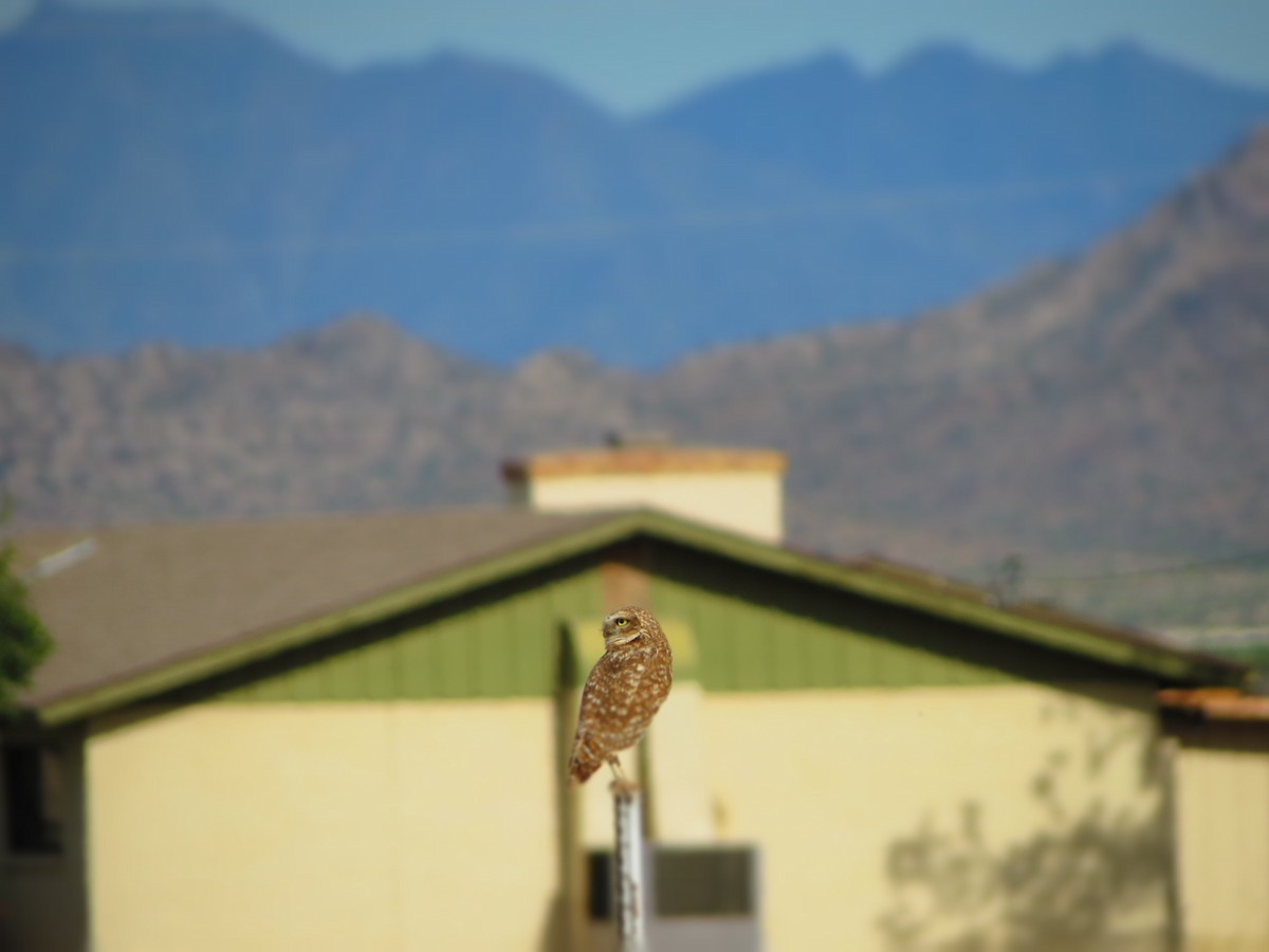 Burrowing Owl - ML152410101