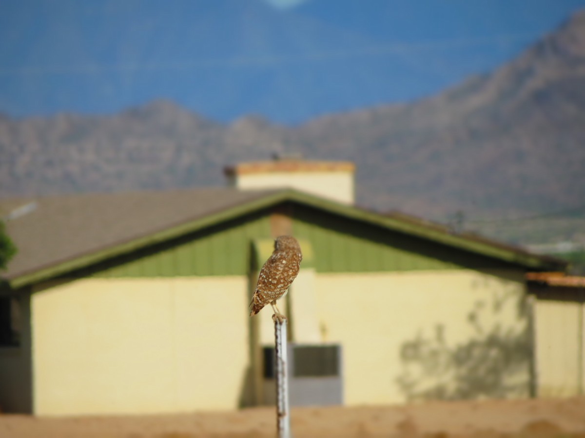 Burrowing Owl - ML152410111