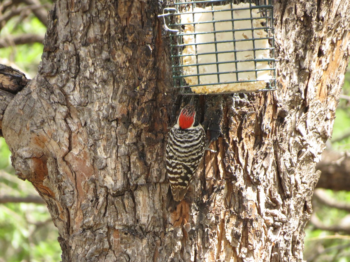 Ladder-backed Woodpecker - Will McPhail
