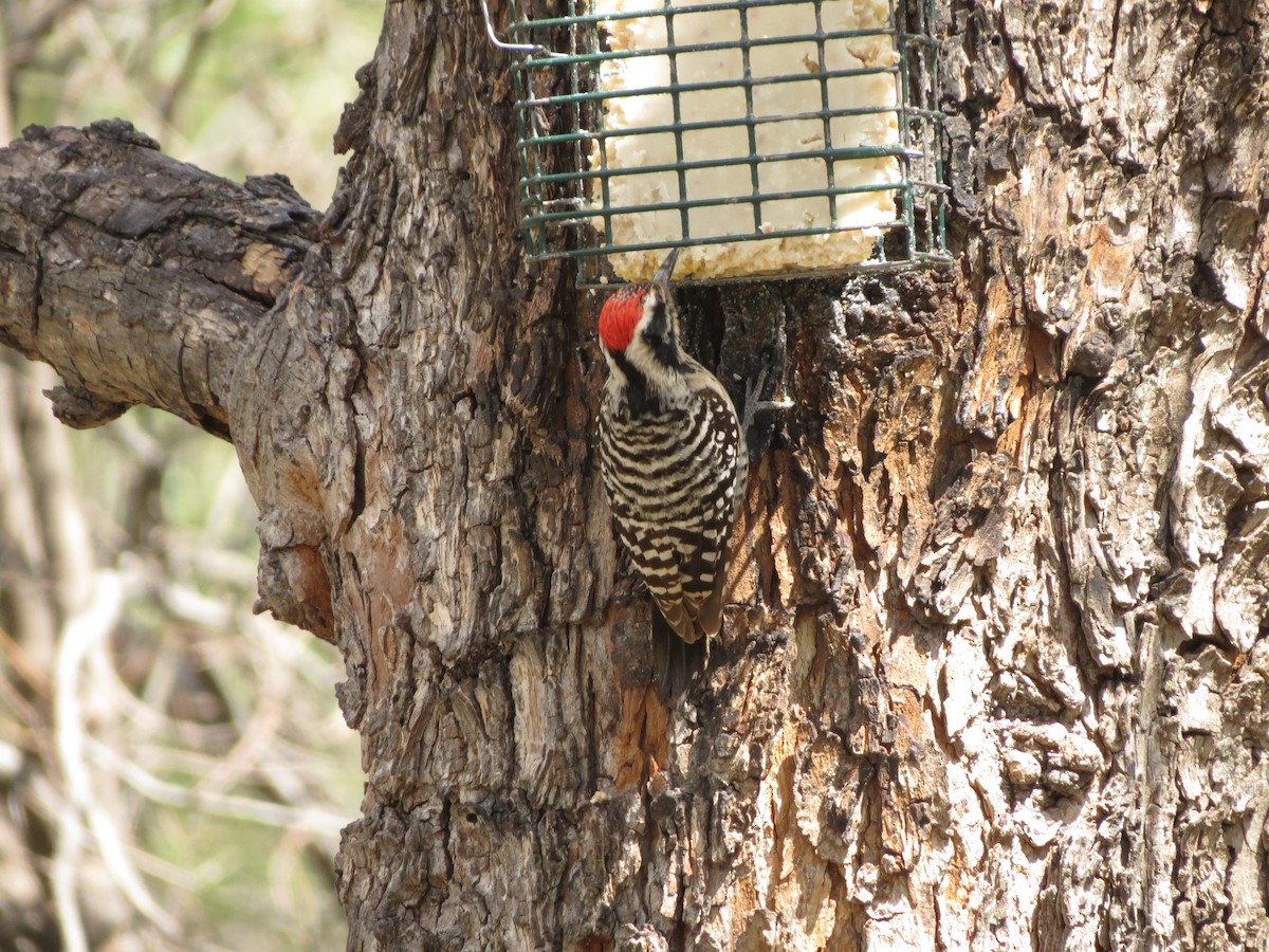 Ladder-backed Woodpecker - Will McPhail
