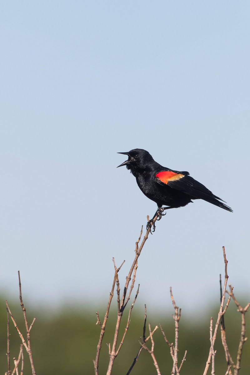 Red-winged Blackbird - Jack Rogers