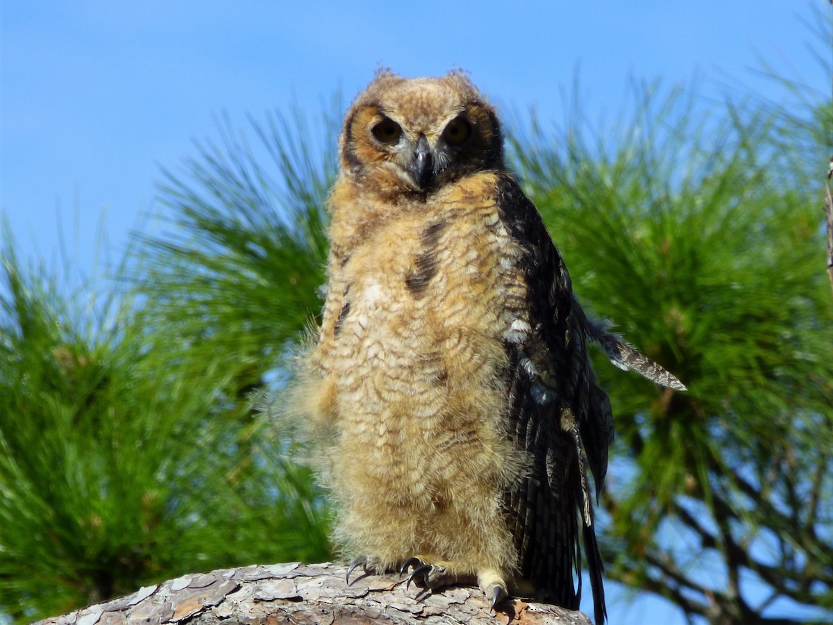 Great Horned Owl - ML152414791