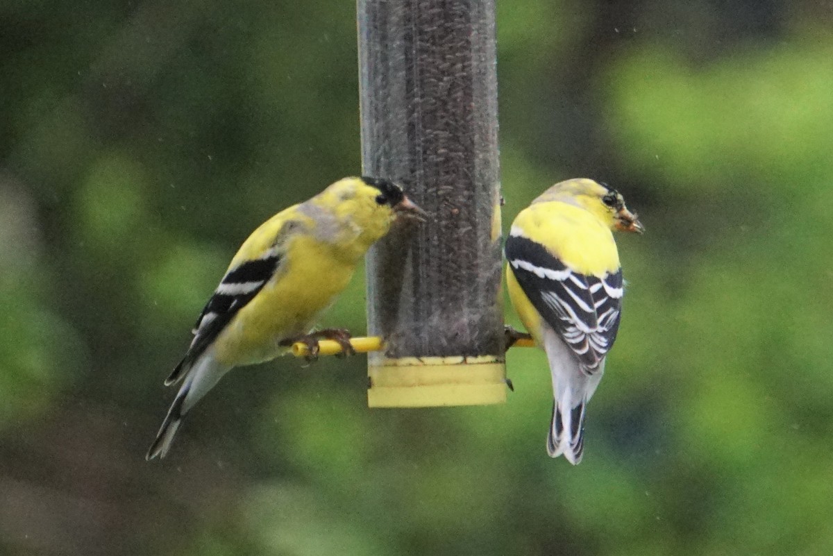 American Goldfinch - Ed McGee