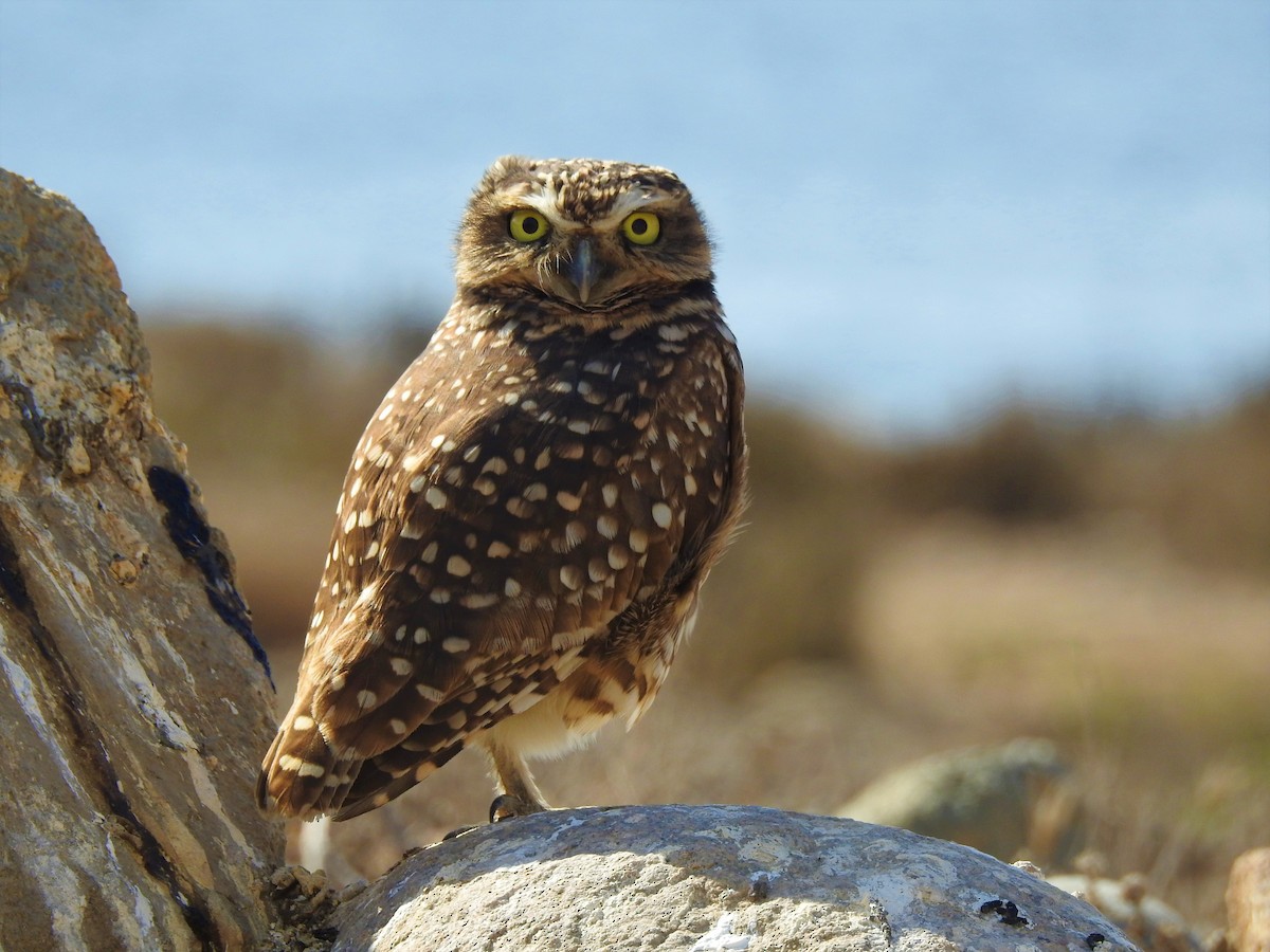 Burrowing Owl - Saskia Hostens