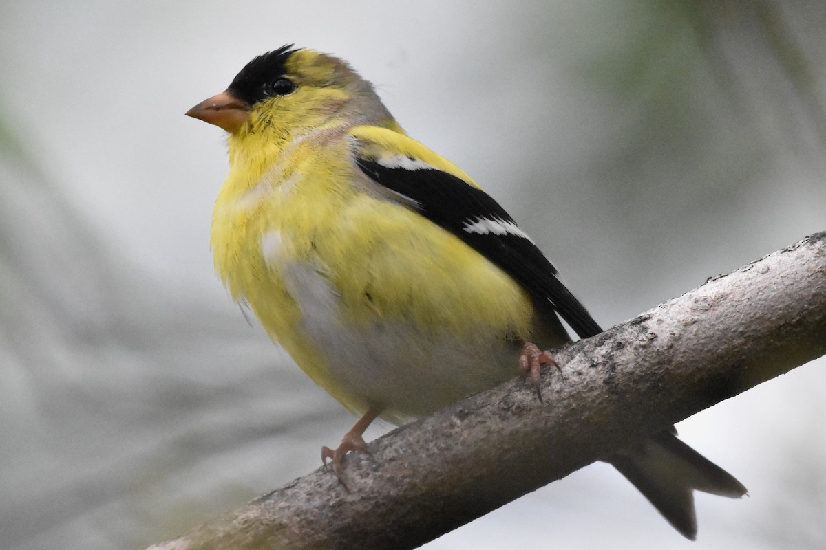 American Goldfinch - Timothy Carstens