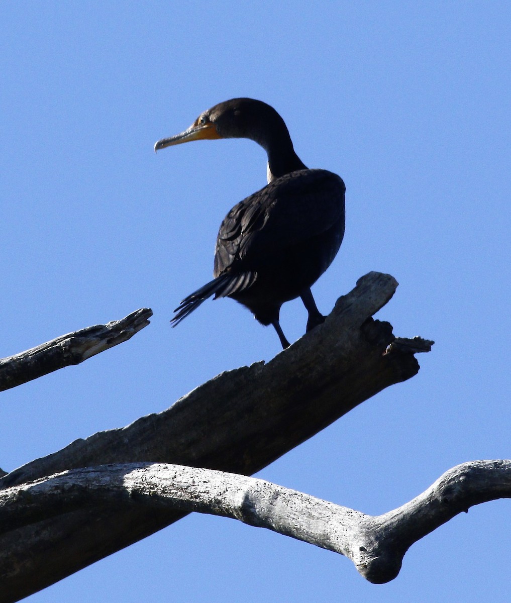 Double-crested Cormorant - Becky Lutz
