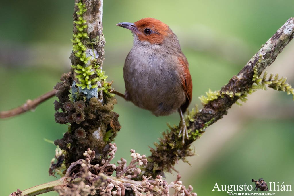 Red-faced Spinetail - ML152417731