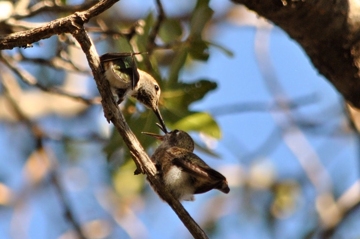 Anna's Hummingbird - Caleb Strand