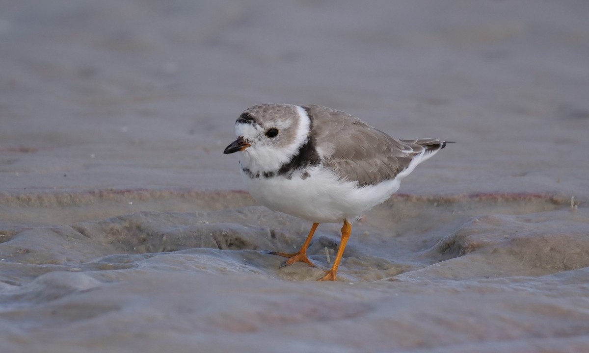 Piping Plover - ML152420801