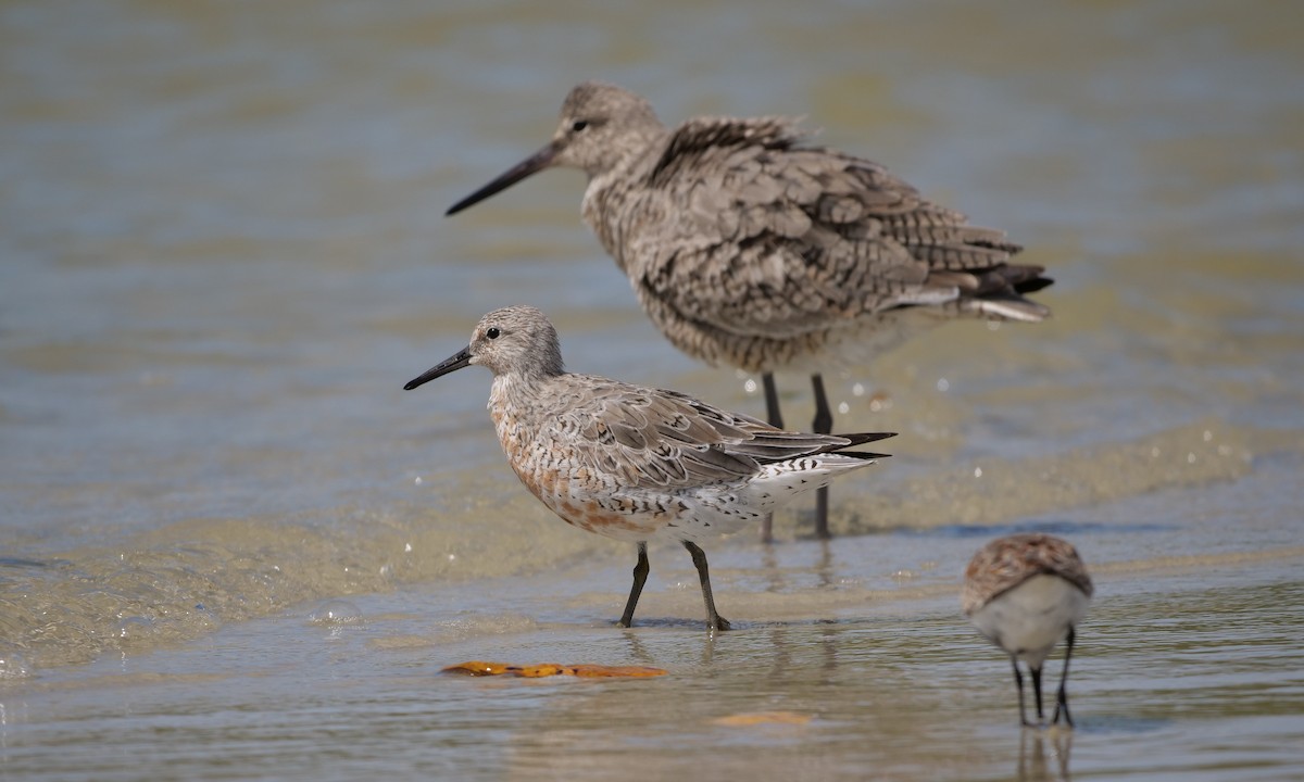 Red Knot - ML152421001