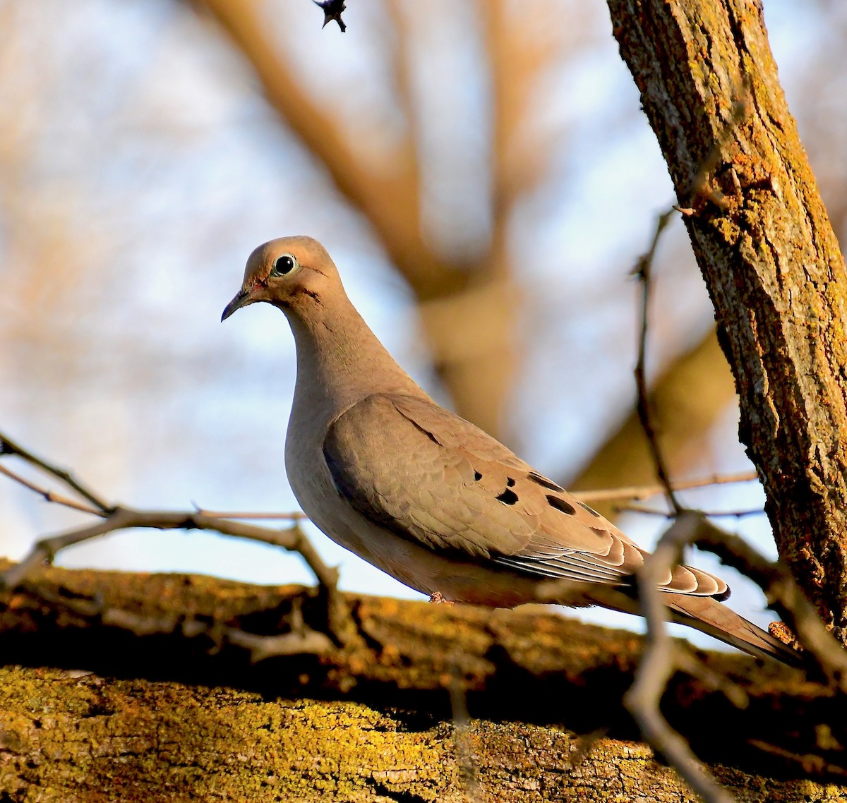 Mourning Dove - Ron Riley