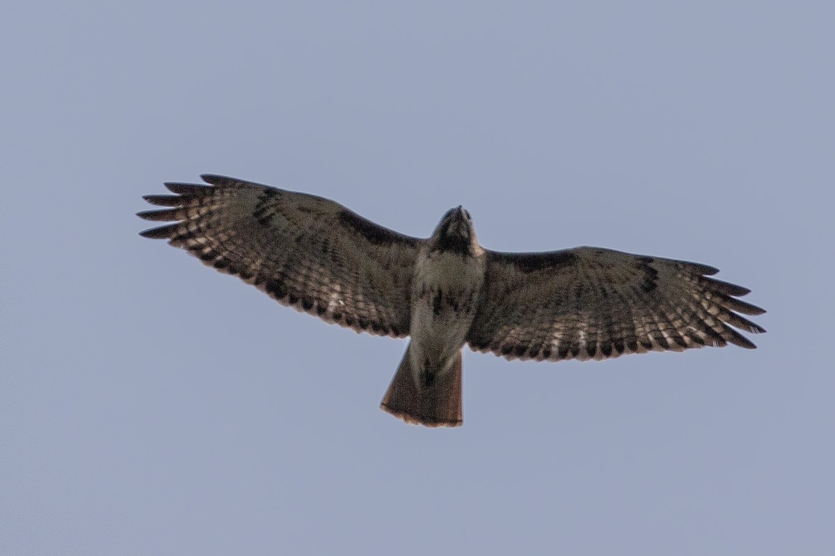 Red-tailed Hawk - John Reynolds