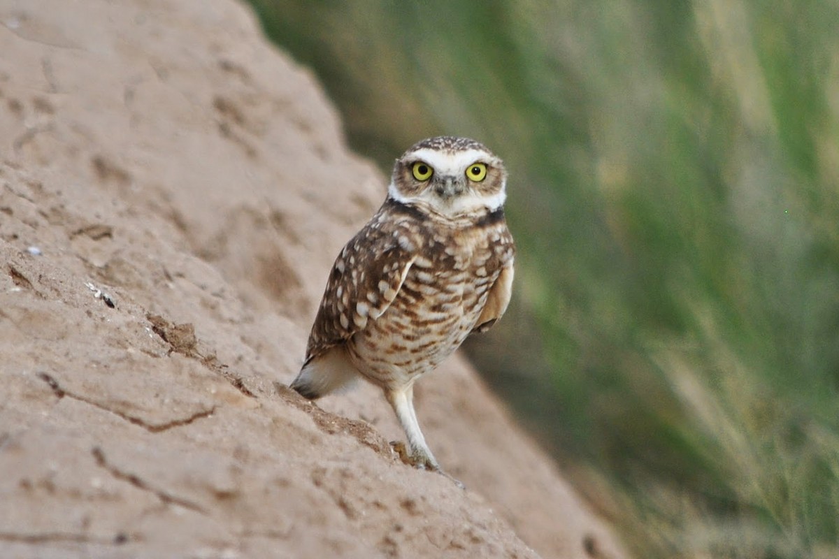 Burrowing Owl (Western) - Caleb Strand