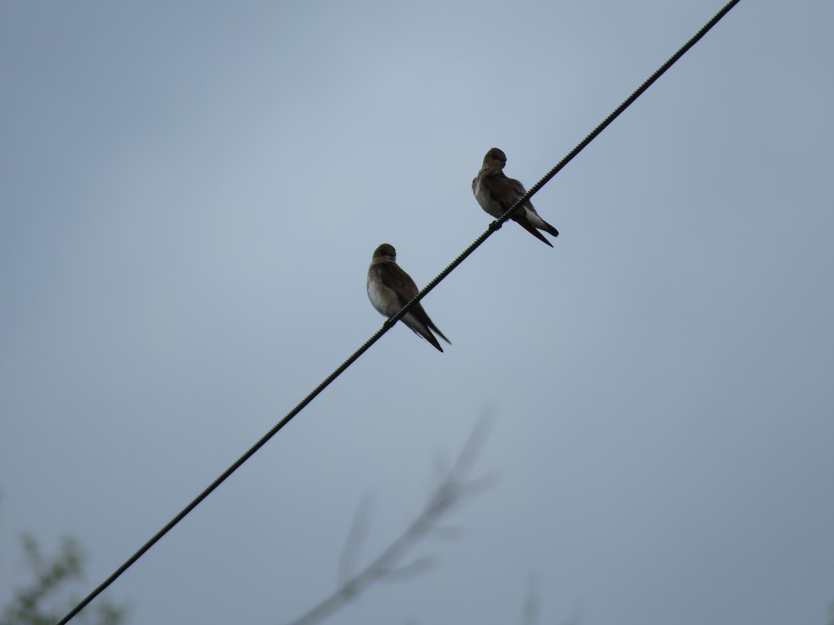 Northern Rough-winged Swallow - Debra Grim