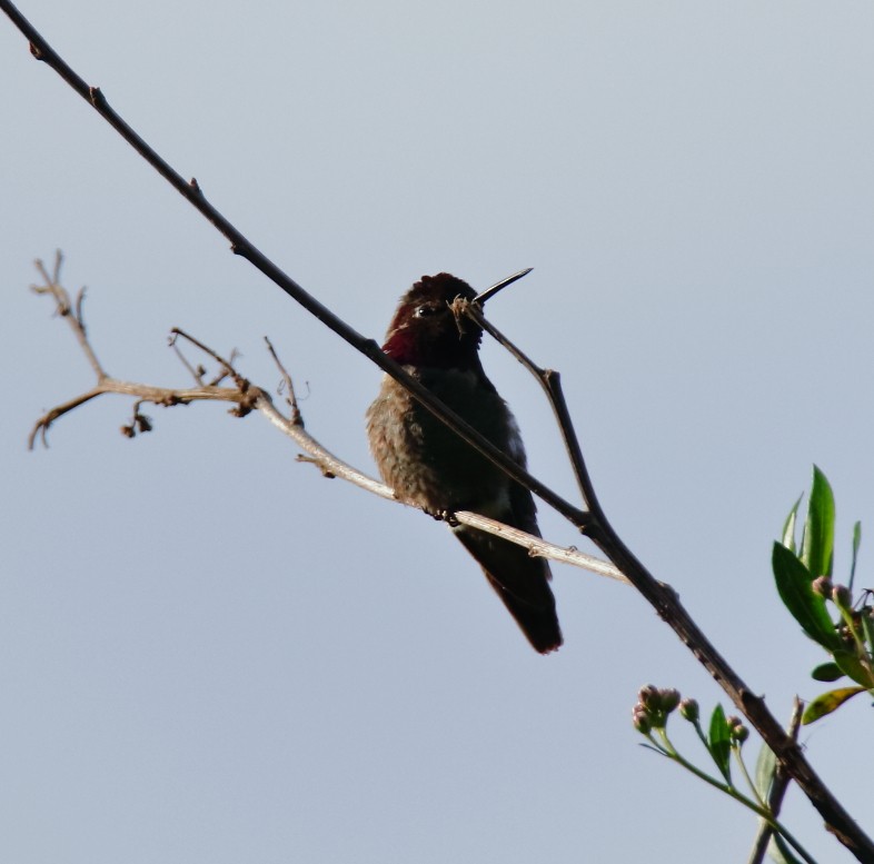 Anna's Hummingbird - Larry Edwards