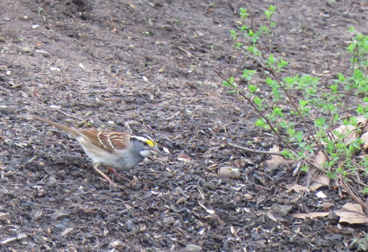 White-throated Sparrow - Debbie Beer