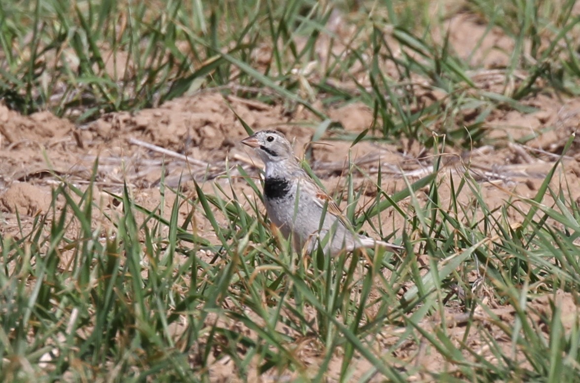 Thick-billed Longspur - Cole  Sites