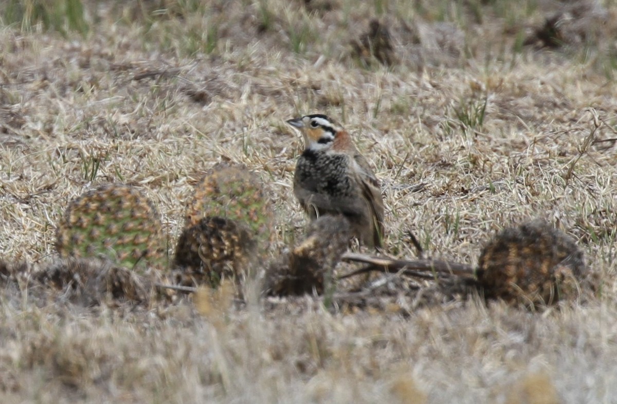 Chestnut-collared Longspur - Cole  Sites