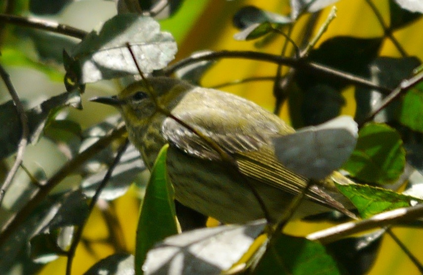 Cape May Warbler - L.E. Quinlan
