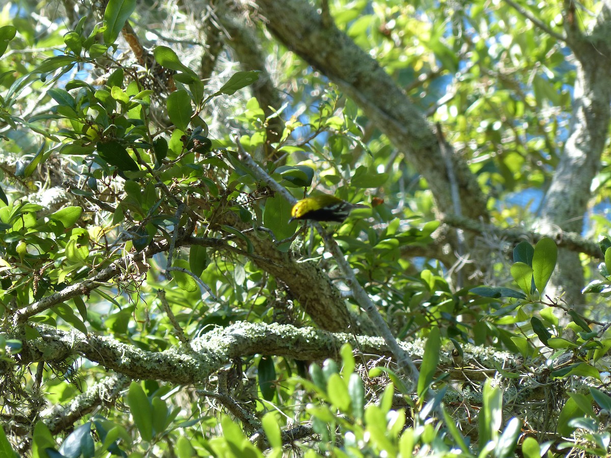 Black-throated Green Warbler - ML152427611