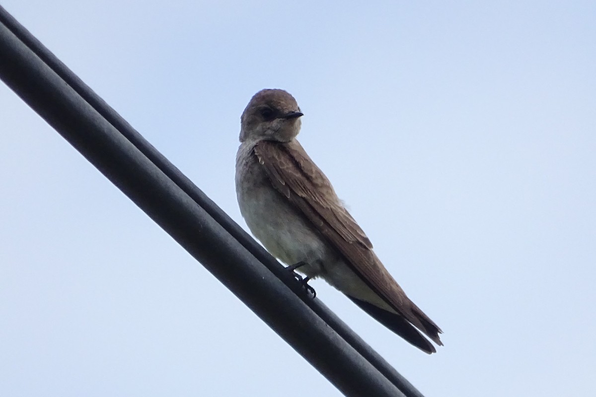 Northern Rough-winged Swallow - Diane Rose