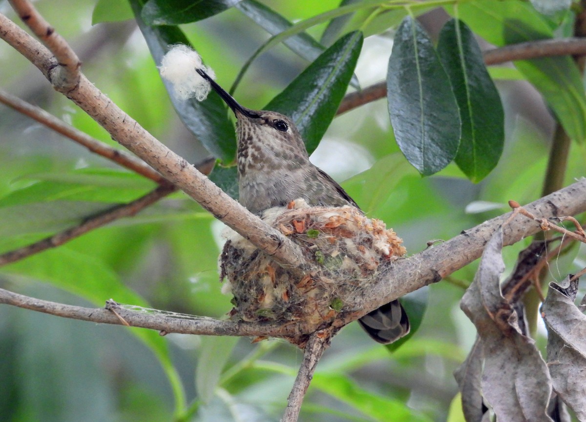 Anna's Hummingbird - Rod Higbie