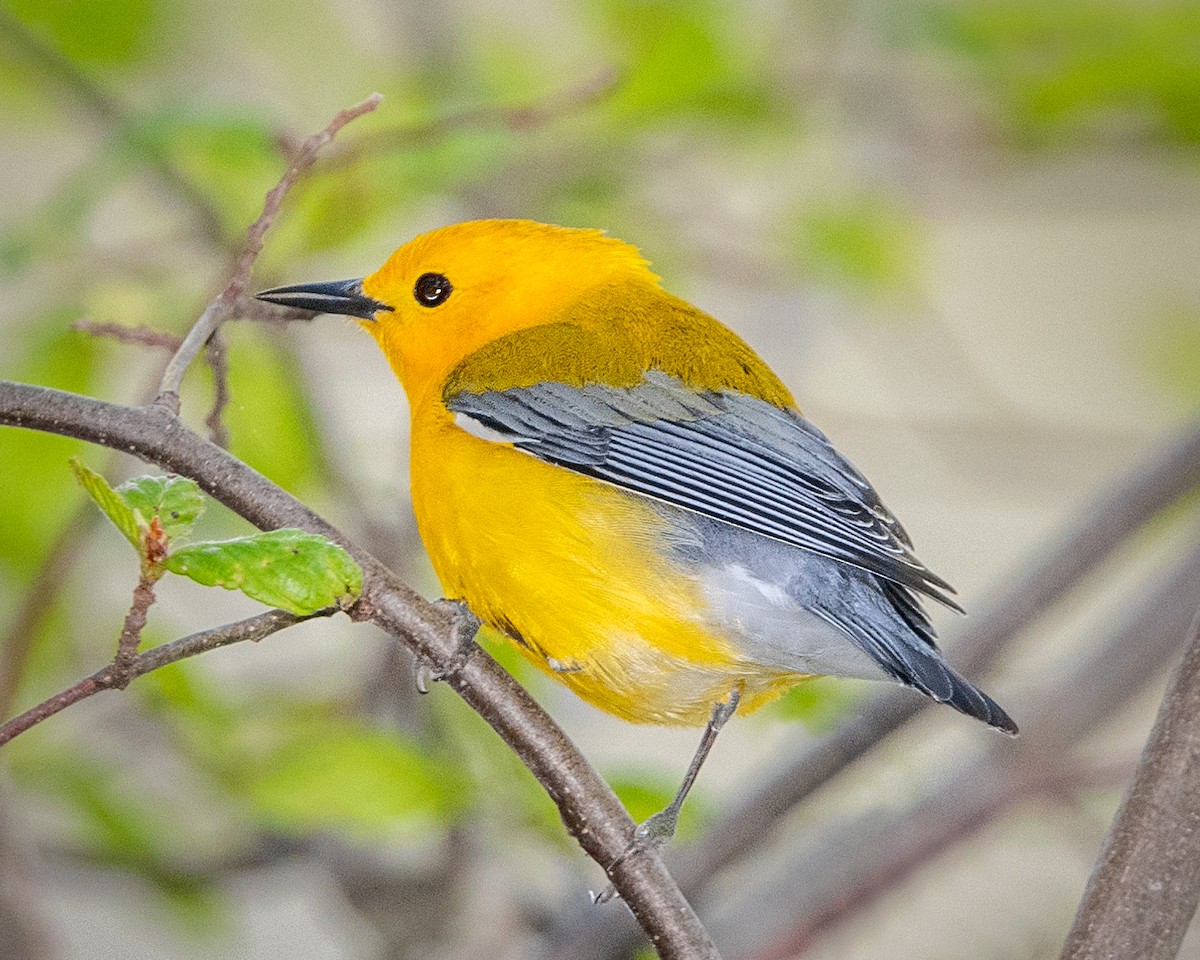 Prothonotary Warbler - ML152428891