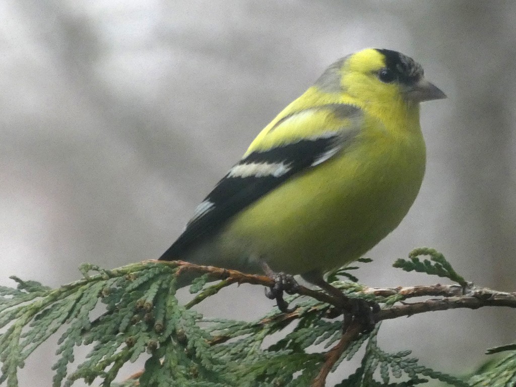 American Goldfinch - Dave Page