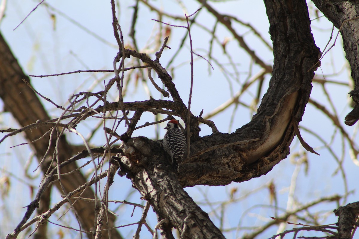 Ladder-backed Woodpecker - Adrian Rouse