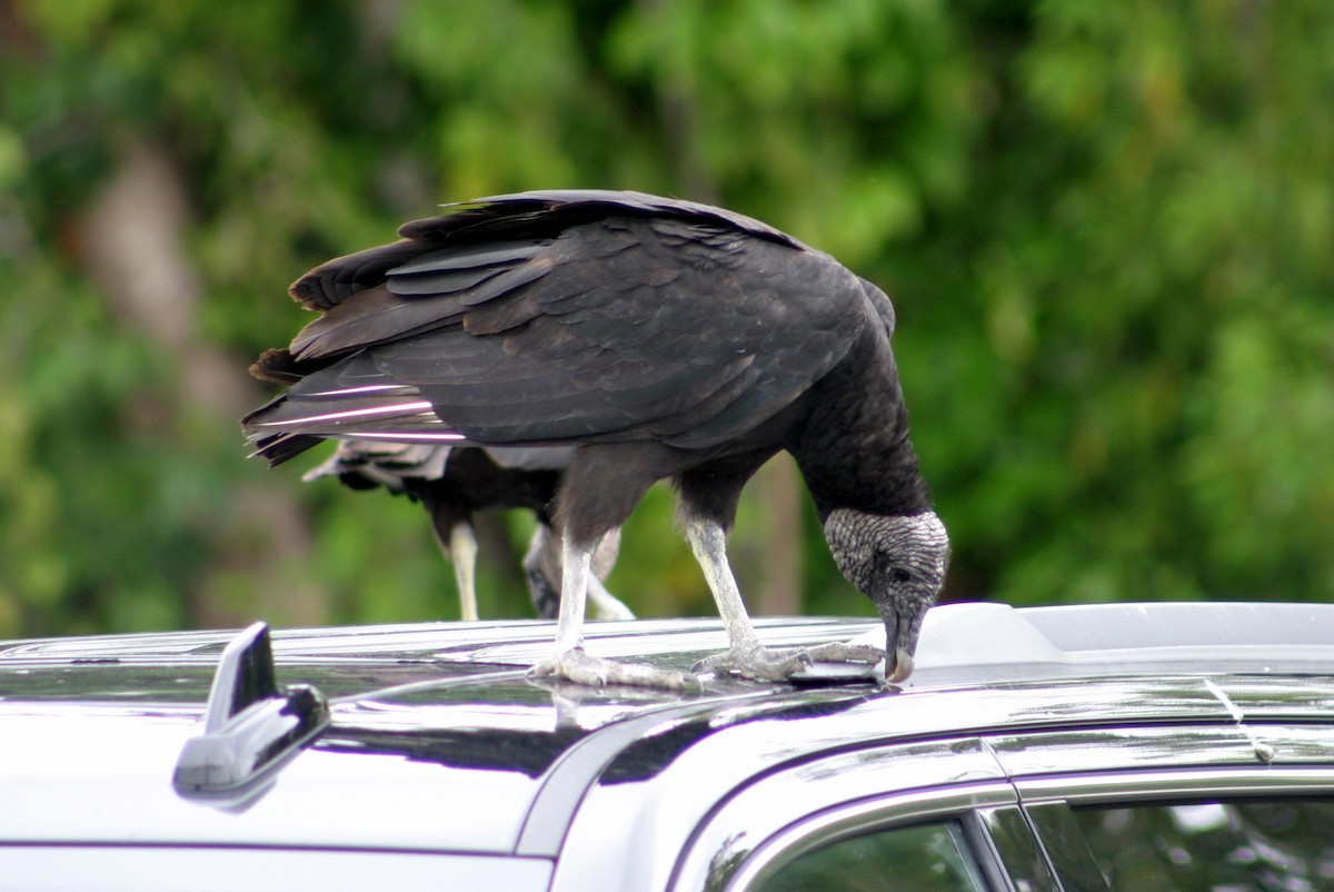 Black Vulture - Hansel Herrera