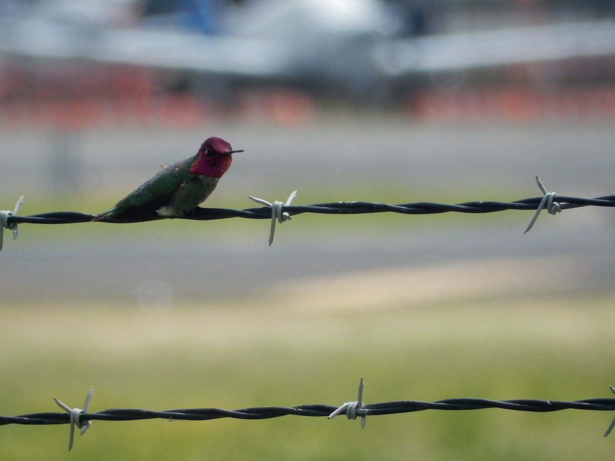 Anna's Hummingbird - karen pinckard