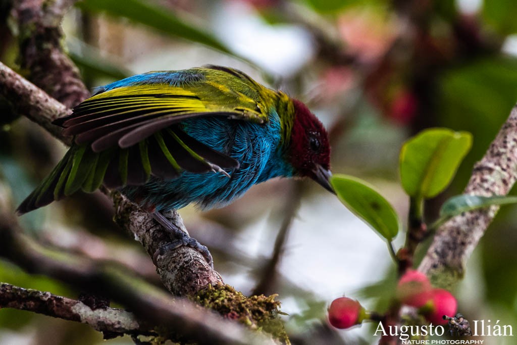 Bay-headed Tanager (Bay-and-blue) - ML152435051