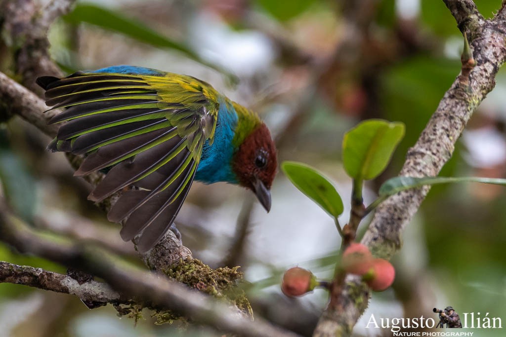 Bay-headed Tanager (Bay-and-blue) - ML152435061