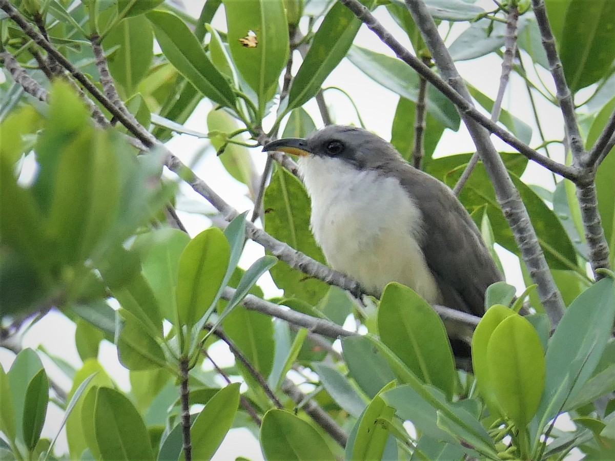 Mangrove Cuckoo - Craig Mandel