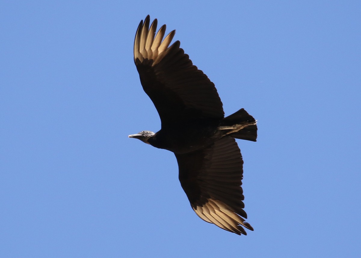 Black Vulture - Louis Hoeniger
