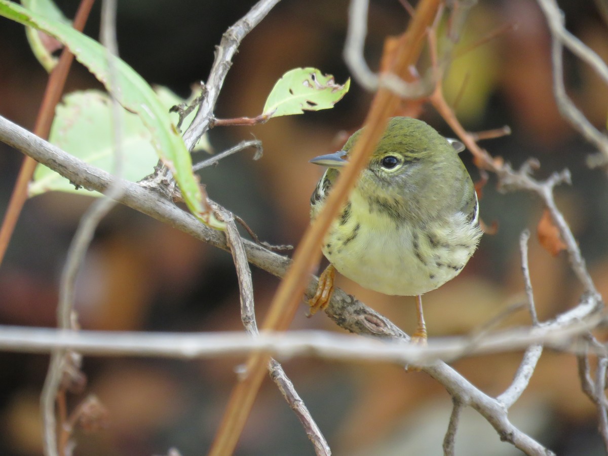Blackpoll Warbler - robert wellens