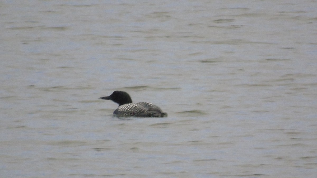 Common Loon - Carrie Voss