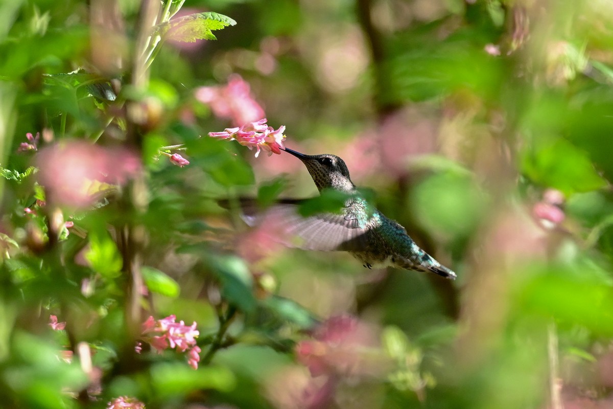 Anna's Hummingbird - Michael Hyman