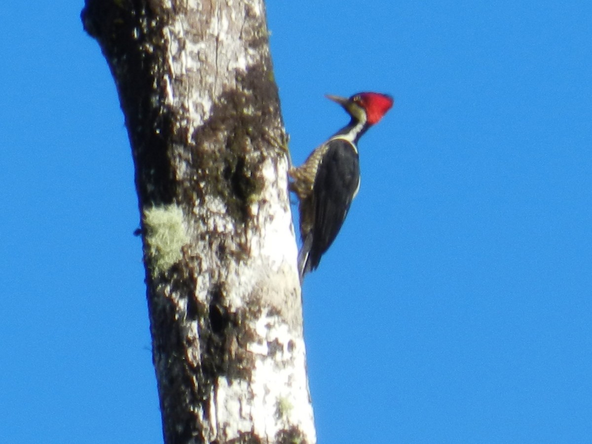 Crimson-crested Woodpecker - ML152439381
